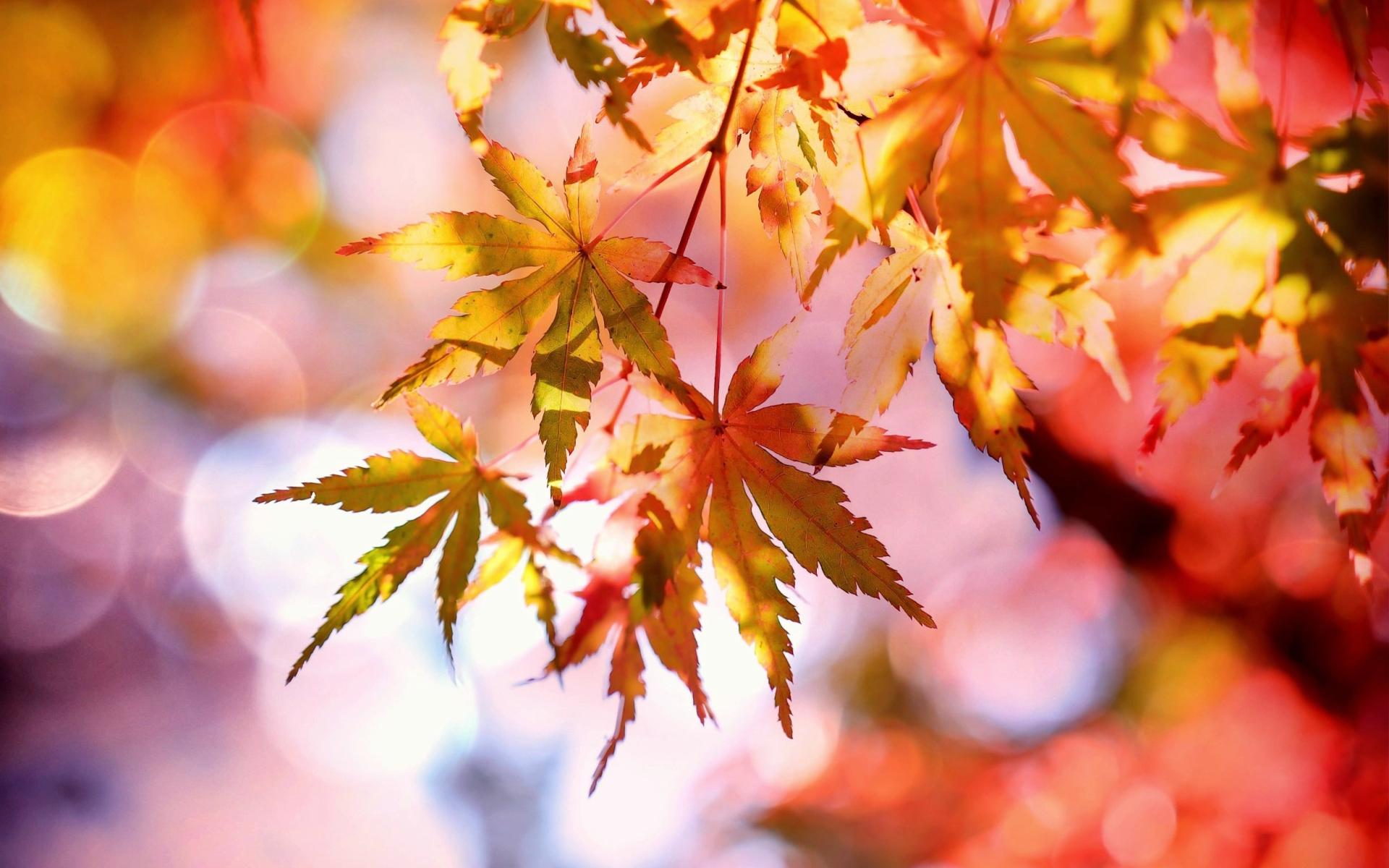 Herbst